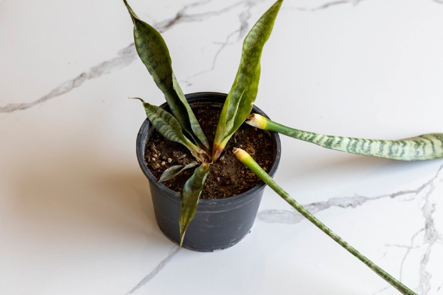 a snake plant with pale and yellowish leaves