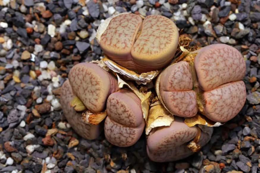 Lithops with brown patches
