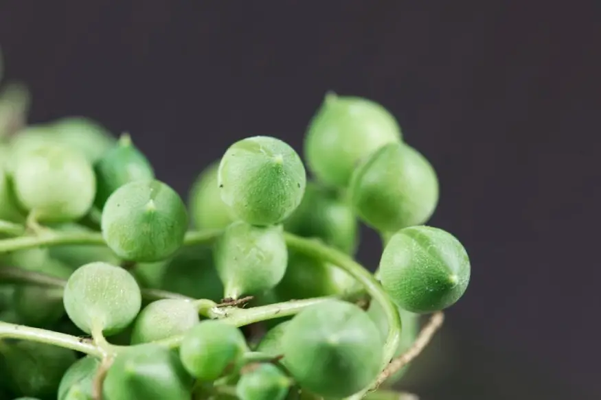close-up of string of pearls