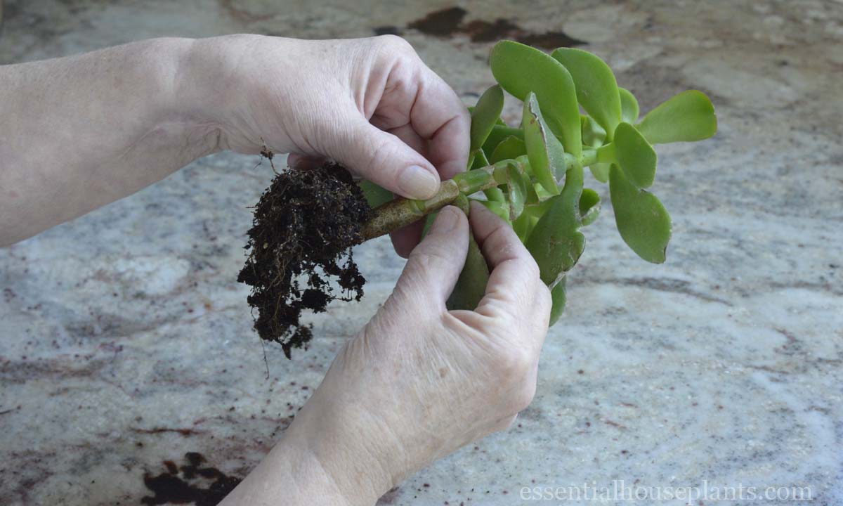 Woman pinching the plant on both sides to remove offsets or leaves.