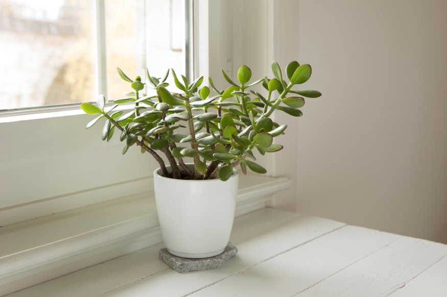 a jade plant in a white pot