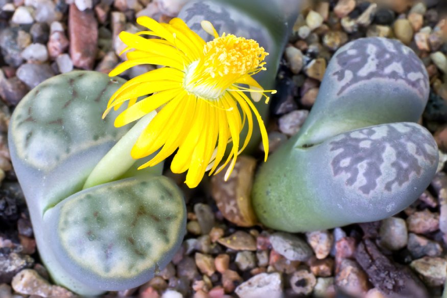 a flowering living stones plant