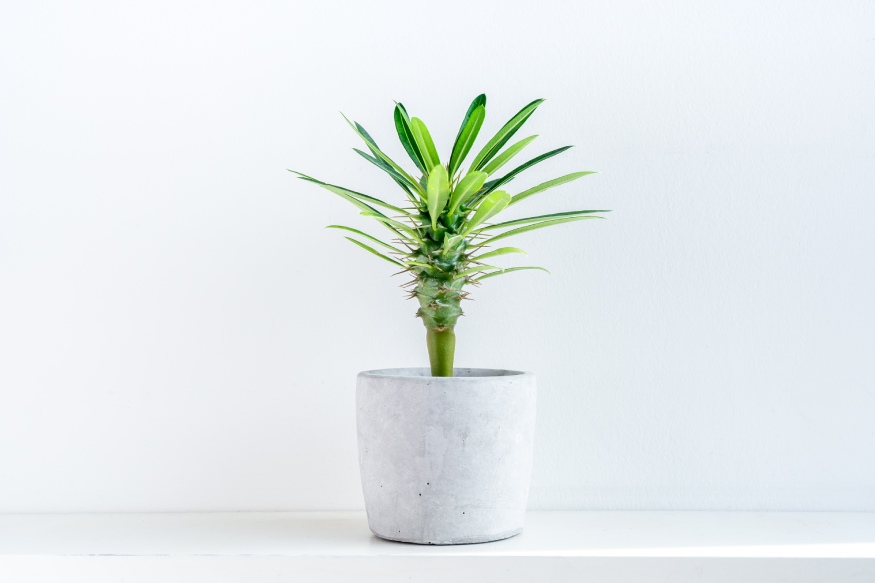 A small madagascar palm in a white pot