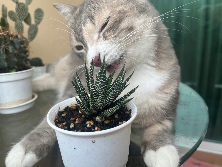 cat biting a zebra plant