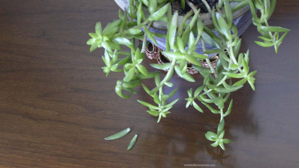 Golden Sedum plant with dropped several leaves on a table