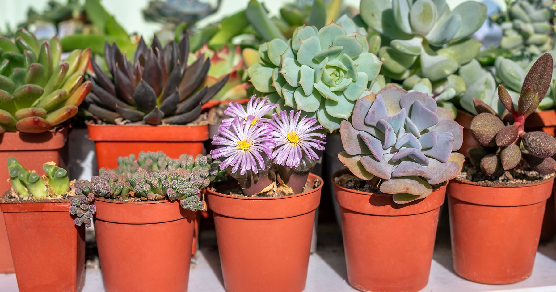 how to care for succulents featured
