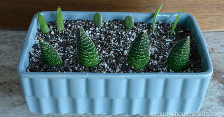 Newly cut succulents planted in a small blue planter box for propagation.
