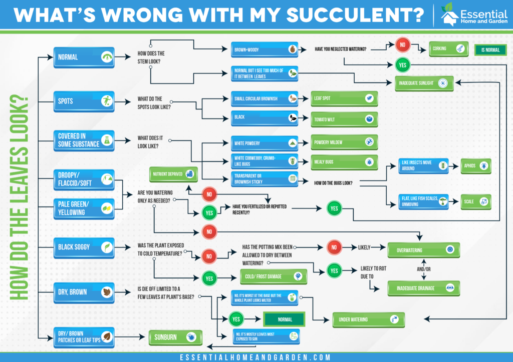 a decision tree or flow chart to help a user work out what is wrong with their succulent