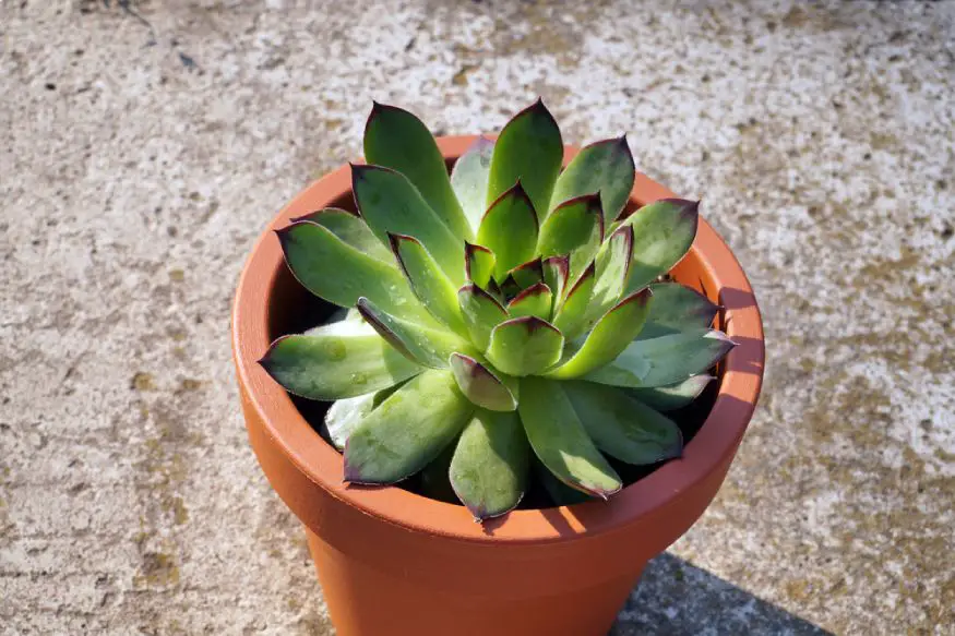 hens and chicks plant in a pot