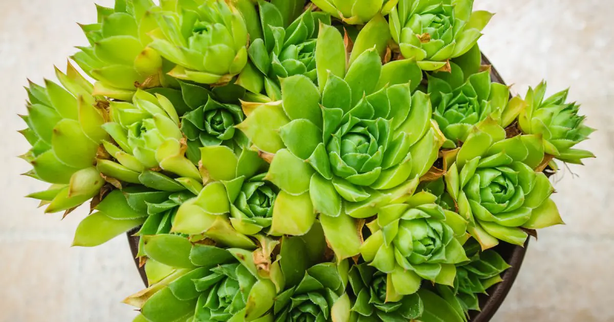 hens and chicks plant