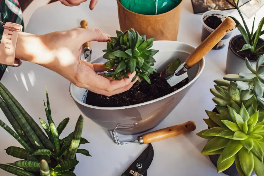 a person replanting a succulent in a large pot