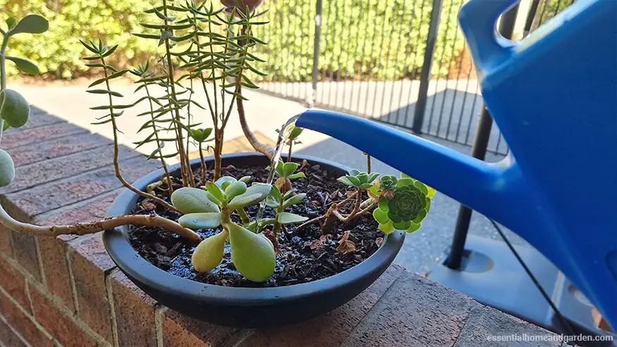 watering outdoor succulents in a pot