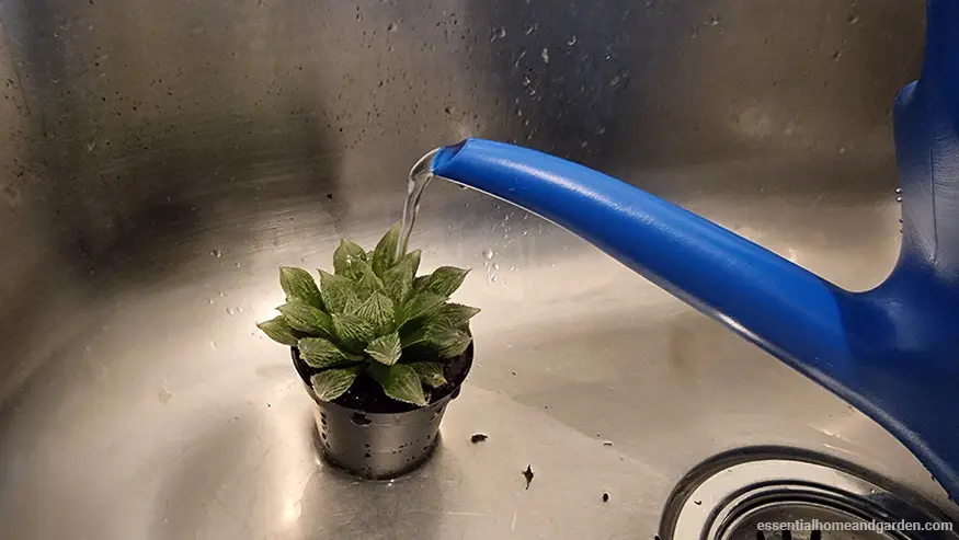 a succulent in a sink being watered with the soak and dry method
