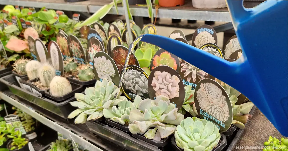 watering succulents in a store