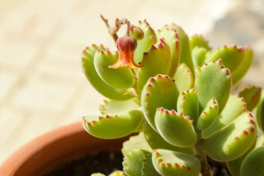 photo of flowering bear paw succulent