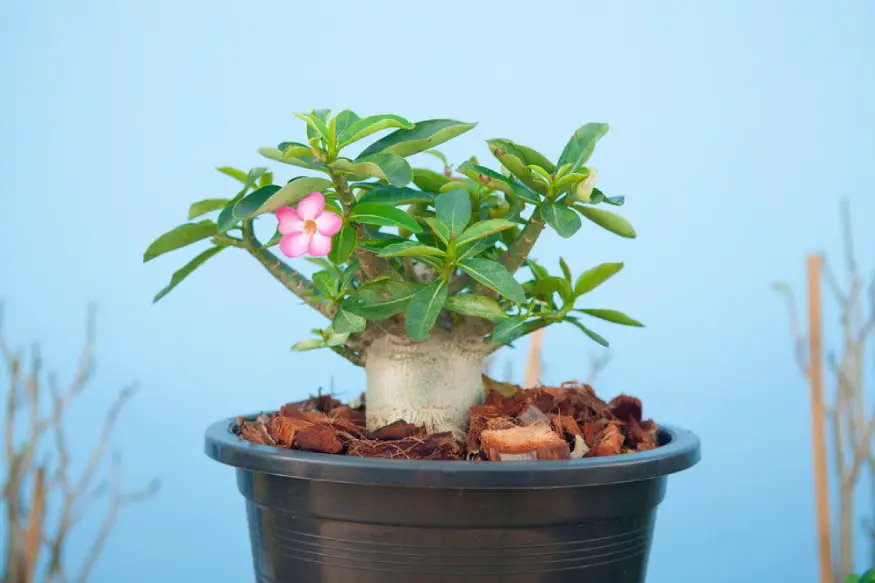 desert rose in a pot