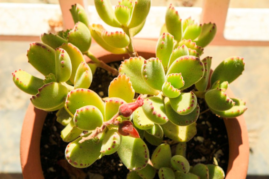 photo of bear paw succulent in direct sunlight