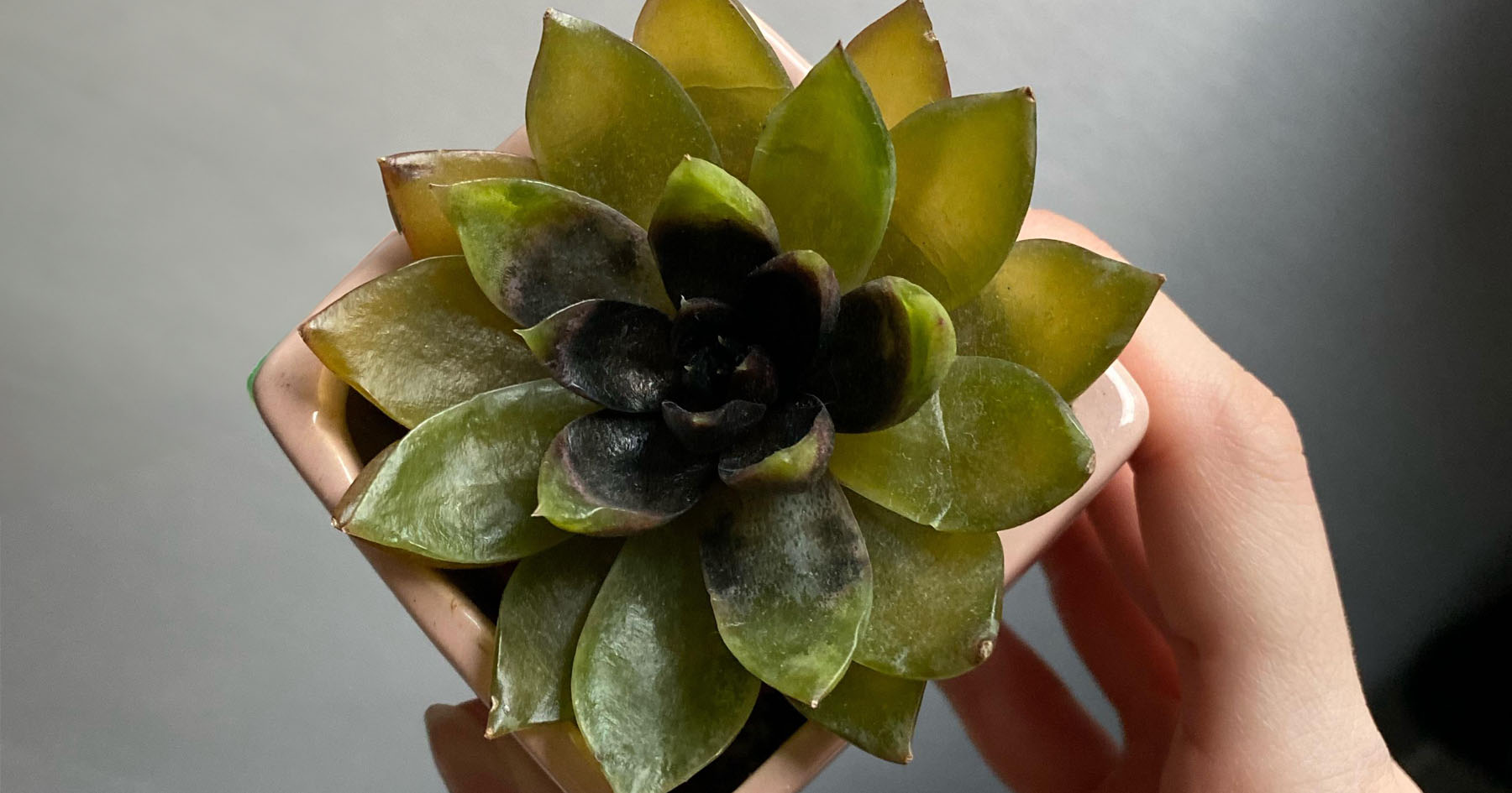 succulent with leaves turning black