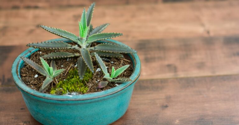Mother of thousands succulent in a pot on a wooden bench
