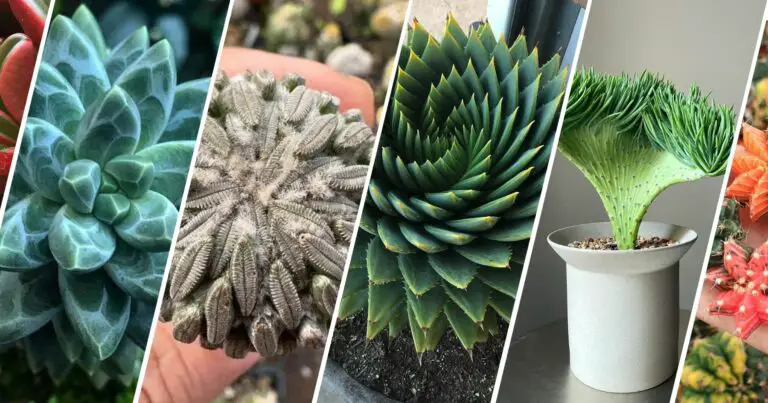 an image of the rarest succulents
