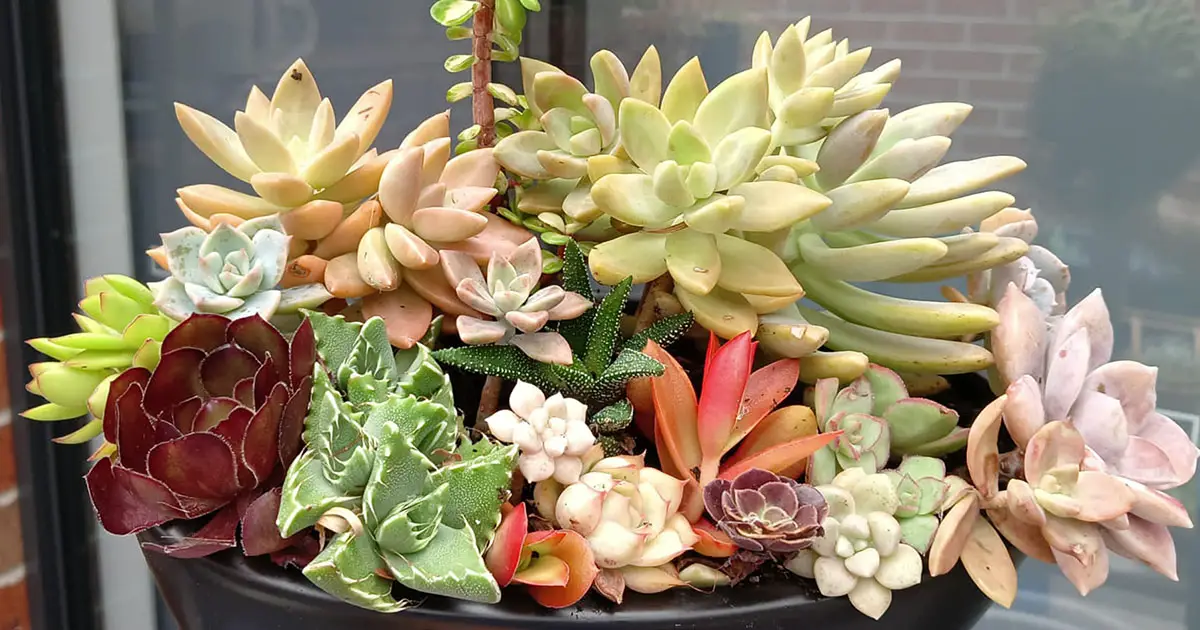 succulent arrangement in a pot