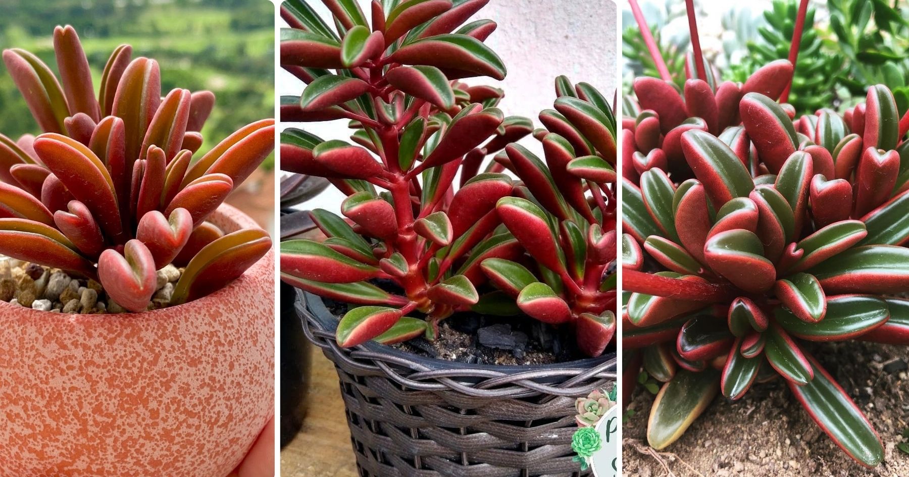 3 different ruby glow succulents in a collage